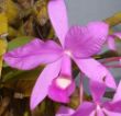 Cattleya skinneri_guaria morada.jpg